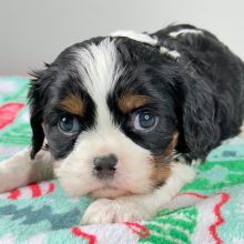 Cavalier King Charles Spaniel Puppy Crider