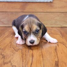 Beagle Puppy Gabby
