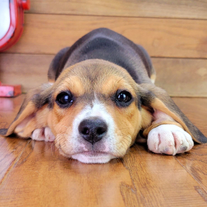 Beagle Puppy Gabby