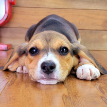 Beagle Puppy Gabby