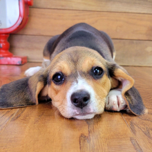 Beagle Puppy Gabby