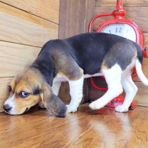 Beagle Puppy Gabby