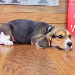 Beagle Puppy Gabby