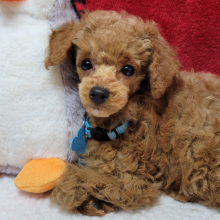 Poodle Puppy Lil Tim