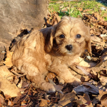 Cavapoo Puppy Camillo