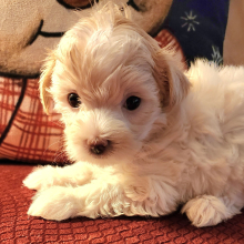 Maltese Puppy Penny