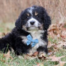 Bernedoodle Puppy Campbell