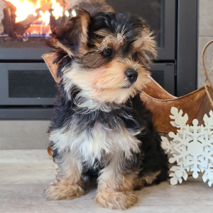 Morkie Puppy Baxter