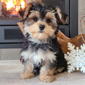 Morkie Puppy Baxter