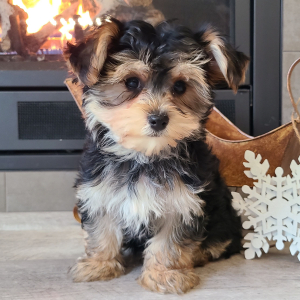 Morkie Puppy Baxter