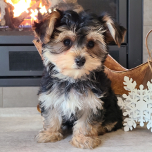 Morkie Puppy Baxter