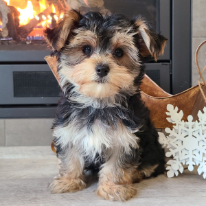 Morkie Puppy Baxter
