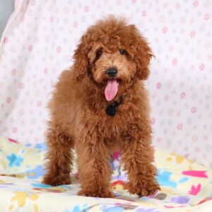 Poodle Puppy Farley