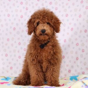 Poodle Puppy Farley