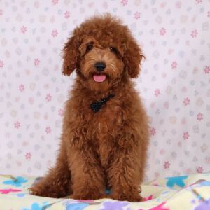 Poodle Puppy Farley