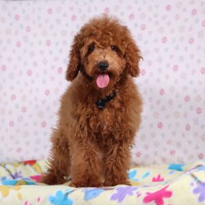 Poodle Puppy Farley
