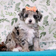 Aussiedoodle Puppy Jamie