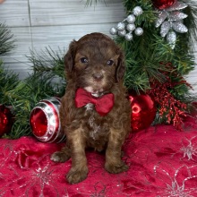 Cavapoo Puppy Cody