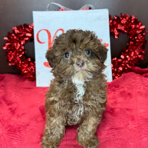 Cavapoo Puppy Cody