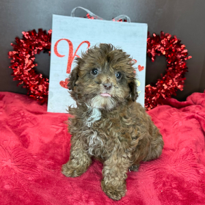 Cavapoo Puppy Cody