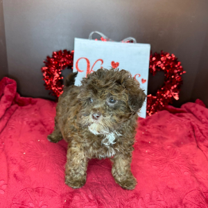 Cavapoo Puppy Cody