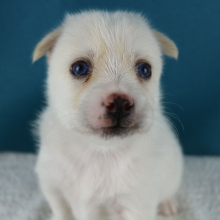 Pomsky Puppy Ian
