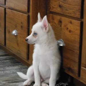 Pomsky Puppy Ian