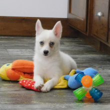 Pomsky Puppy Ian