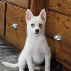 Pomsky Puppy Ian