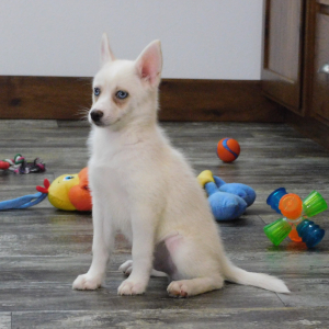 Pomsky Puppy Ian