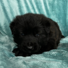German Shepherd Dog Puppy Ace