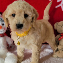 Goldendoodle Puppy Angel