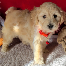 Goldendoodle Puppy Spirit