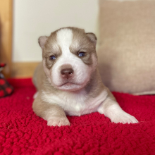 Siberian Husky Puppy Saber