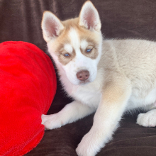 Siberian Husky Puppy Saber