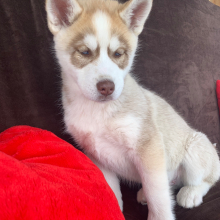Siberian Husky Puppy Saber