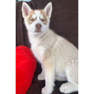 Siberian Husky Puppy Saber
