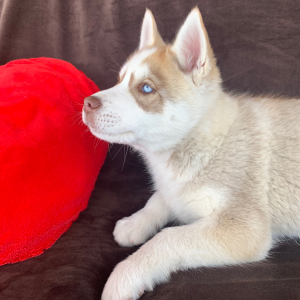 Siberian Husky Puppy Saber