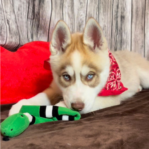 Siberian Husky Puppy Saber