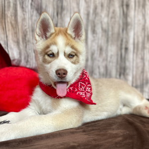 Siberian Husky Puppy Saber