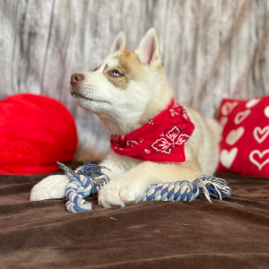Siberian Husky Puppy Saber