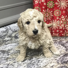 Goldendoodle Puppy Addie