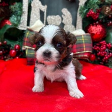 Shih Tzu Puppy Gideon