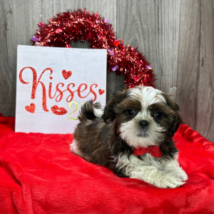 Shih Tzu Puppy Gideon