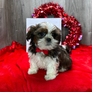 Shih Tzu Puppy Gideon