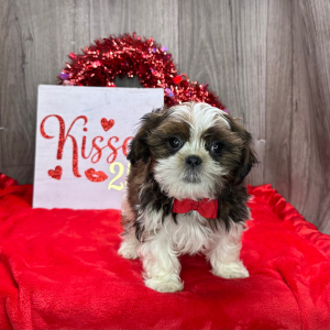 Shih Tzu Puppy Gideon