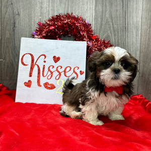 Shih Tzu Puppy Gideon