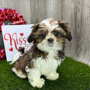 Shih Tzu Puppy Gideon