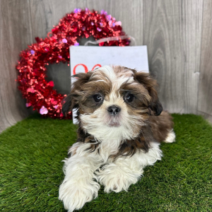 Shih Tzu Puppy Gideon