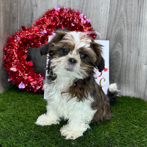 Shih Tzu Puppy Gideon